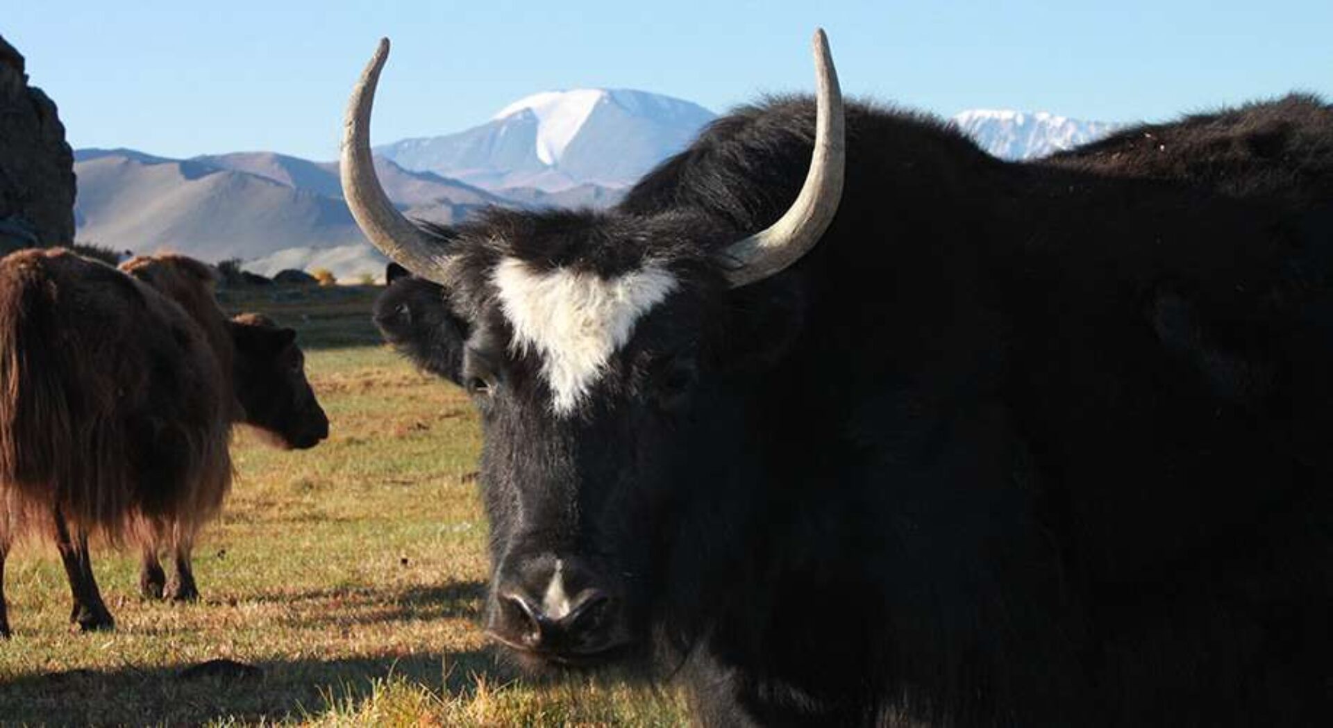 Herdensterben wegen kaltem Winter 2016 in der Mongolei