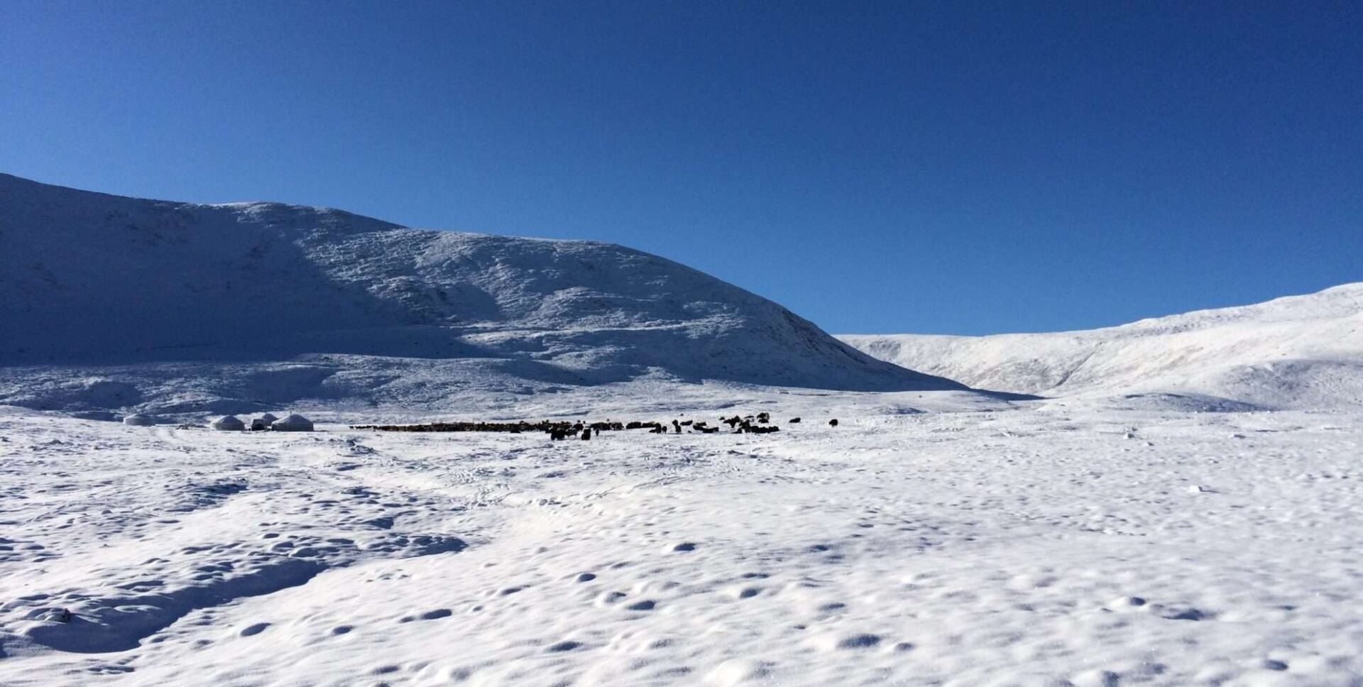 Schweizer Bauer über Herdensterben Winter 2016 Mongolei