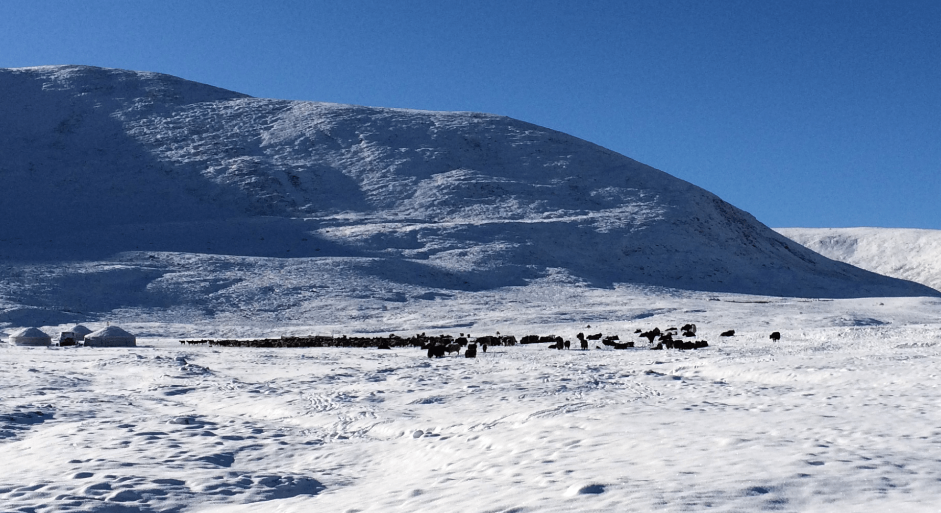 Herdensterben in der Mongolei 2016 - Herden finden kein Futter wegen dicker, eisiger Schneedecke