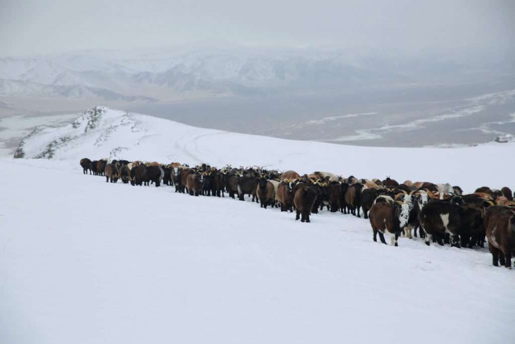 Die Tiere im hohen Altai-Gebirge sind robust und trotzen dem harten Winter.