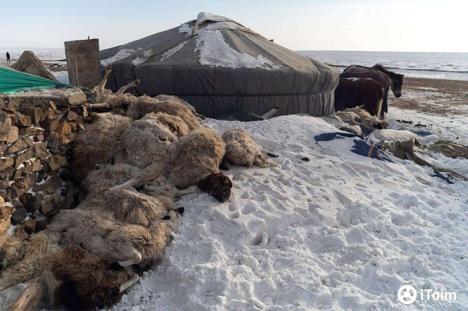 Dzud – Wieder ein Extremwinter im Altai | Open Hearts for Mongolia